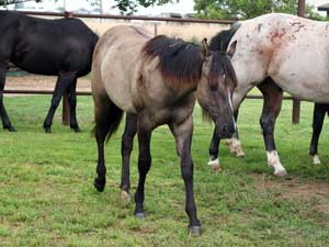 Grullo Blue Valentine Stallion