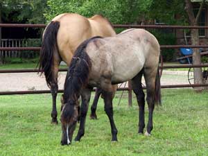 Grullo Blue Valentine Stallion