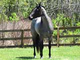 Blue Valentine, Joe Hancock bred blue roan filly for sale in Lubbock, Texas