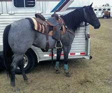 Blue Valentine, Joe Hancock bred blue roan filly for sale in Lubbock, Texas