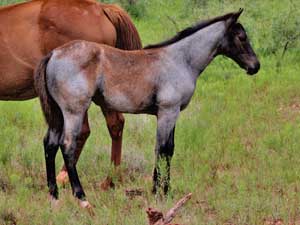 CNR filly Blue Valentine bred sire grandson of Blue Valentine dam Dash For Cash bred