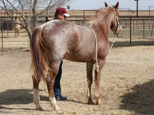 Blue Valentine and Driftwood bred quarter horse for sale