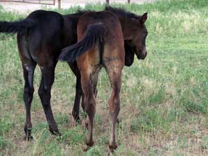 First Down Dash, Boon Bar and Blue Valentine blue roan filly for sale in Texas