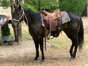 First Down Dash, Boon Bar and Blue Valentine blue roan filly for sale in Texas