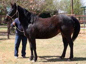 buckskin filly for sale in Texas