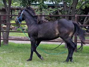 Blue Valentine, First Down Dash and Boon Bar bred for sale at CNR Quarter Horses in Lubbock, Texas