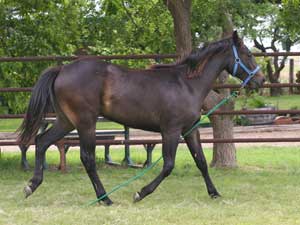 buckskin filly for sale in Texas