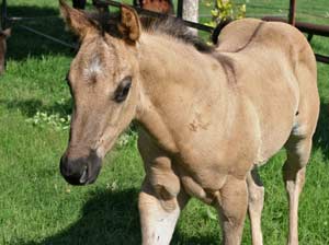 Grullo Roan Romeo Blue and Limited Hancock granddaughter Lubbock, Tx