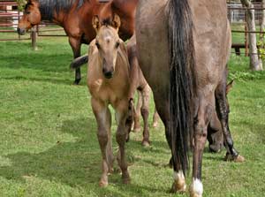 Grullo Roan Romeo Blue and Limited Hancock granddaughter Lubbock, Tx