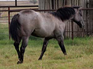 Grullo Roan Romeo Blue and Limited Hancock granddaughter Lubbock, Tx