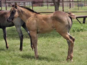 Blue Valentine bred 2021 grullo filly in Texas