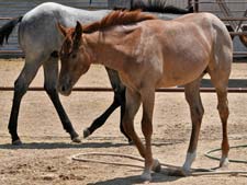 Triple bred Blue Valentine and Waggoner breeding