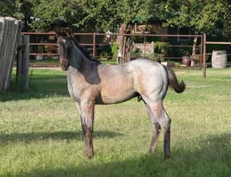 Plenty Try grandson blue roan stallion for sale in Texas
