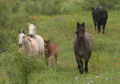Stout, heavy bone foundation quarter horses that make good using horses and last all day