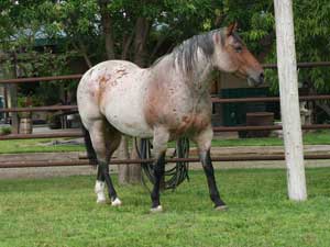 Stout, heavy bone foundation quarter horses that make good using horses and last all day