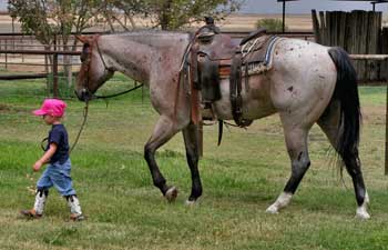 Stout, heavy bone foundation bred quarter horses that make good using horses and last all day