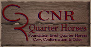 cnr-quarter-horses-texas-.jpg