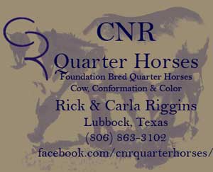 CNR Quarter Horses Blue Valentine quarter horses blue roans, duns, grays for sale in Lubbock, Texas