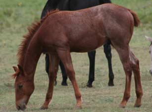 Blue Valentine, Roan Ambrose, Buck Hancock and Joe Hancock bred quarter horse for sale