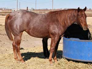 Hancock's Blue Boy & Blue Valentine bred ~ sire is a grandson of Blue Valentine and the dam is a granddaughter of Hancock's Blue Boy