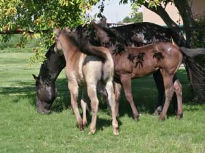 First Down Dash, Boon Bar and Blue Valentine colt for sale in Texas