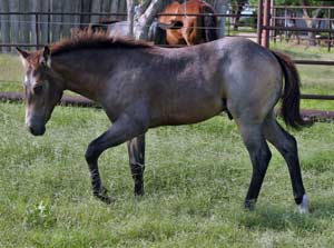 Dash For Cash ~ Hancock bred buckskin colt for sale in Texas