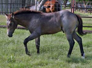 Blue Valentine, First Down Dash and Boon Bar bred for sale at CNR Quarter Horses in Lubbock, Texas