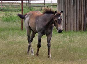 Blue Valentine, First Down Dash and Boon Bar bred for sale at CNR Quarter Horses in Lubbock, Texas