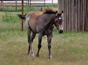 Dash For Cash ~ Hancock bred buckskin colt for sale in Texas