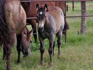 Dash For Cash ~ Hancock bred buckskin colt for sale in Texas