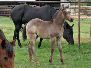 buckskin colt for sale in Texas