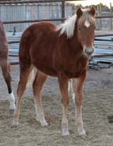 Ruano Rojo, Blue Valentine, Driftwood quarter horse filly for sale in Texas