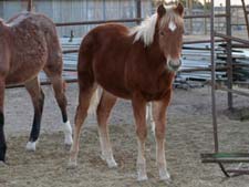 Ruano Rojo, Blue Valentine, Driftwood quarter horse filly for sale in Texas