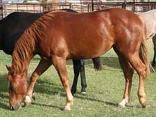 Hancock ~ Blue Valentine bred quarter horses for sale