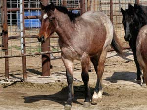 Hancock's Blue Boy & Blue Valentine bred ~ sire is a grandson of Blue Valentine and the dam is a granddaughter of Hancock's Blue Boy