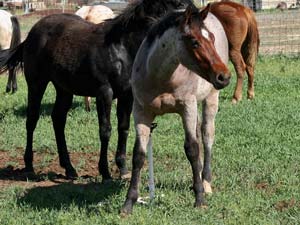 Hancock's Blue Boy & Blue Valentine bred ~ sire is a grandson of Blue Valentine and the dam is a granddaughter of Hancock's Blue Boy