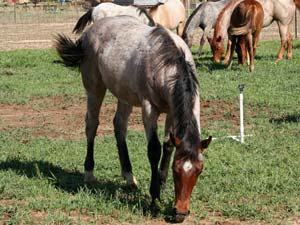 Hancock's Blue Boy & Blue Valentine bred ~ sire is a grandson of Blue Valentine and the dam is a granddaughter of Hancock's Blue Boy