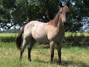 Blue Valentine and Driftwood bred quarter horse for sale