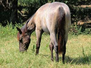 Blue Valentine and Driftwood bred quarter horse for sale