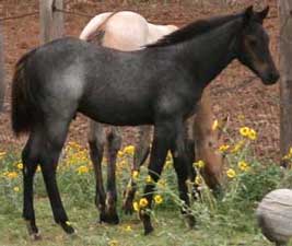 Blue Valentine and Driftwood bred quarter horse for sale