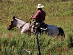 Grandson of Rowdy Blue Man ~ Eight crosses to Joe Hancock ~ Blue Valentine and Sugar Bars bred colt