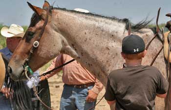 Grandson of Rowdy Blue Man ~ Eight crosses to Joe Hancock ~ Blue Valentine and Sugar Bars bred colt