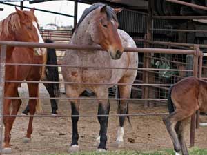 Grandson of Rowdy Blue Man ~ Eight crosses to Joe Hancock ~ Blue Valentine and Sugar Bars bred colt