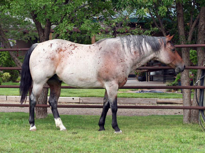 Grandson of Rowdy Blue Man as a four year old. Eight crosses to Joe Hancock ~ Blue Valentine and Sugar Bars bred colt