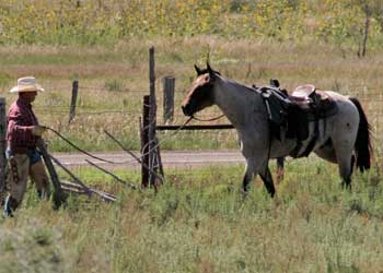 Grandson of Rowdy Blue Man ~ Eight crosses to Joe Hancock ~ Blue Valentine and Sugar Bars bred colt