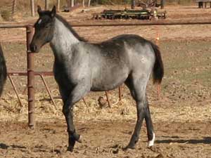 CNR Ruano Blue ~ Blue Valentine bred ~ sire is a grandson of Blue Valentine and the dam is Dash For Cash bred through First Down Dash and Dashing Cleat