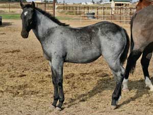 CNR Ruano Blue ~ Blue roan quarter horse Blue Valentine bred ~ sire is a grandson of Blue Valentine and the dam is Dash For Cash bred through First Down Dash and Dashing Cleat