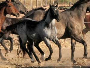 CNR Ruano Blue ~ Blue Valentine bred ~ sire is a grandson of Blue Valentine and the dam is Dash For Cash bred through First Down Dash and Dashing Cleat