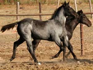 CNR Ruano Blue ~ Blue Valentine bred ~ sire is a grandson of Blue Valentine and the dam is Dash For Cash bred through First Down Dash and Dashing Cleat