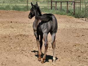 CNR Ruano Blue ~ Blue roan quarter horse Blue Valentine bred ~ sire is a grandson of Blue Valentine and the dam is Dash For Cash bred through First Down Dash and Dashing Cleat